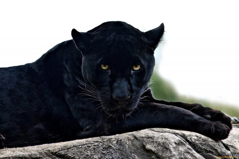 Чёрная пантера животное