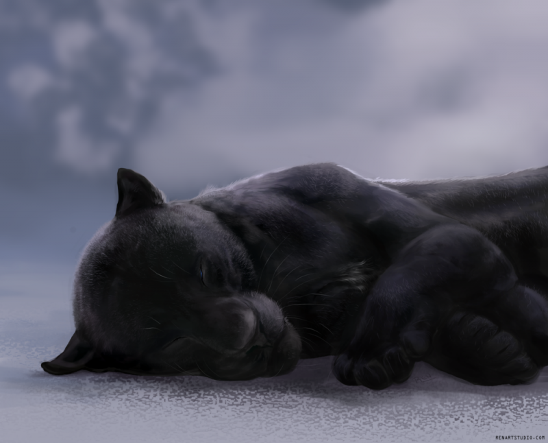 Черная пантера спит