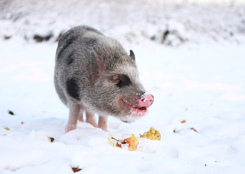 Свинка в снегу