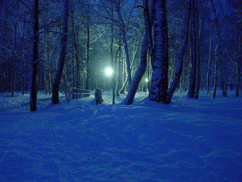 Синий лес зимой