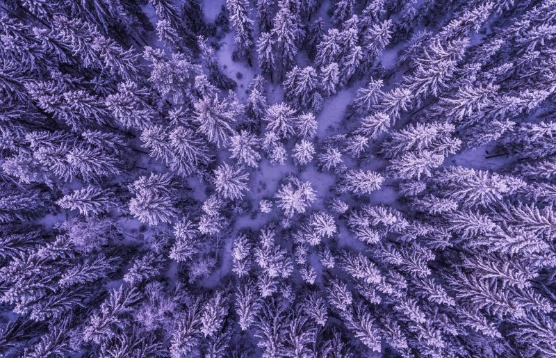 Зимний лес снежинки