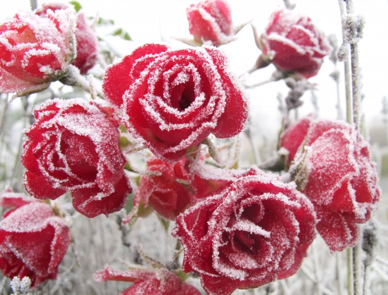 Букет из роз на фоне снега