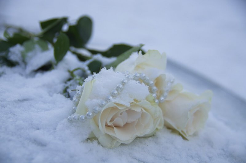 Красивый букет роз на снегу