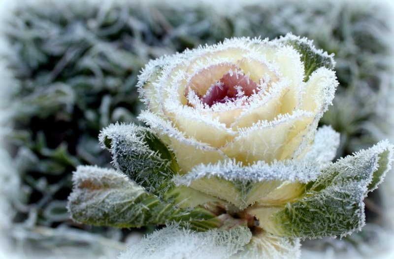 Сочетание роз в зимнее время