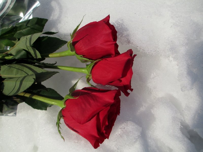 Шикарные букеты роз на снегу