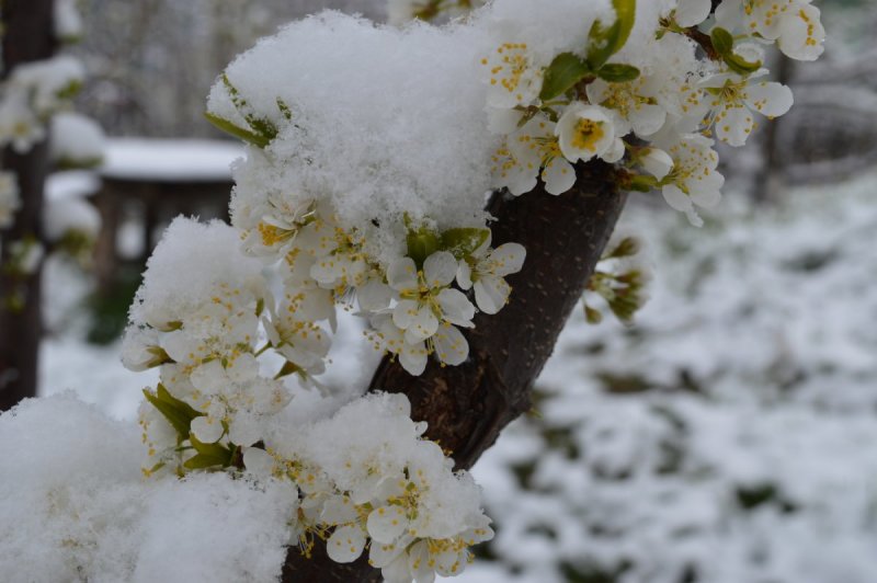 Снег в Подольске