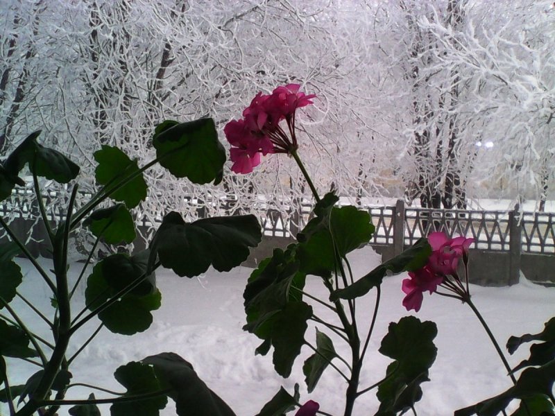 Окно в природу зима