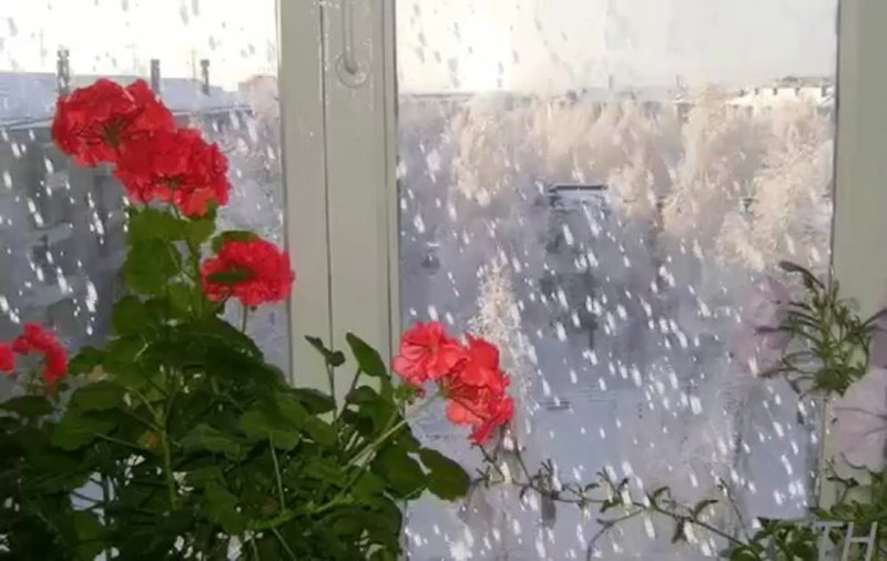 Цветы на заснеженном окне