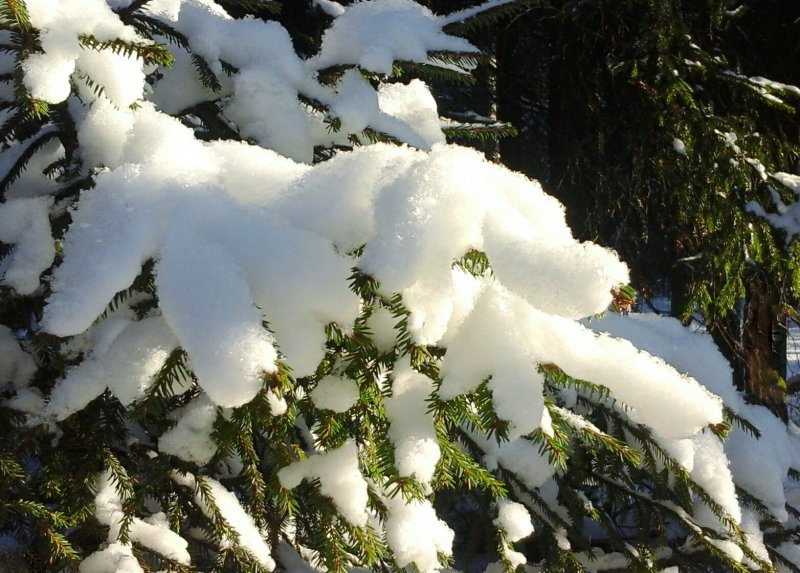Снежные шапки на деревьях