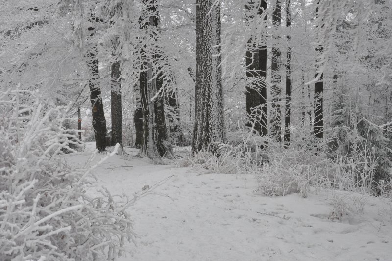 Снегопад в лесу