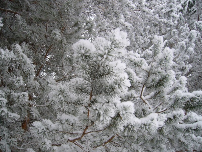 Зимний пейзаж фото