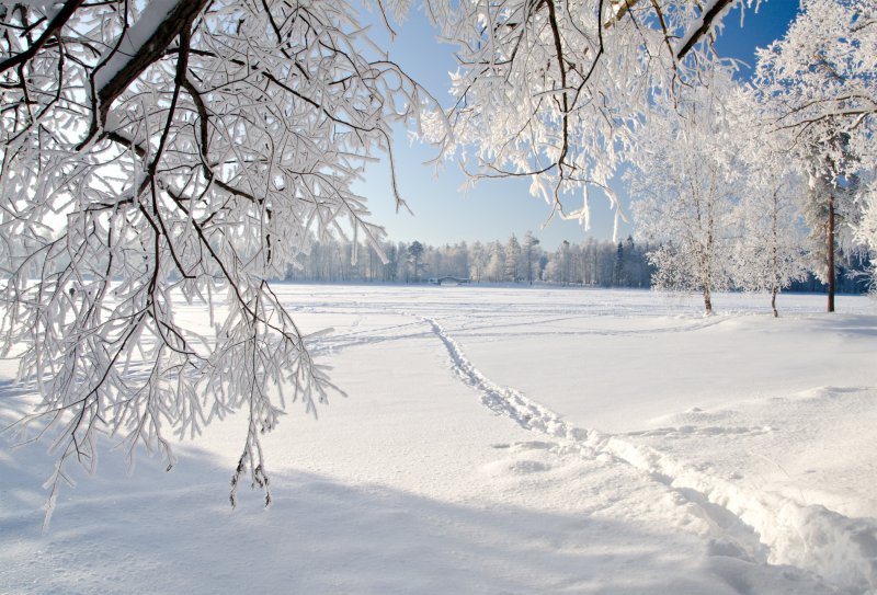 Снежный лес панорама