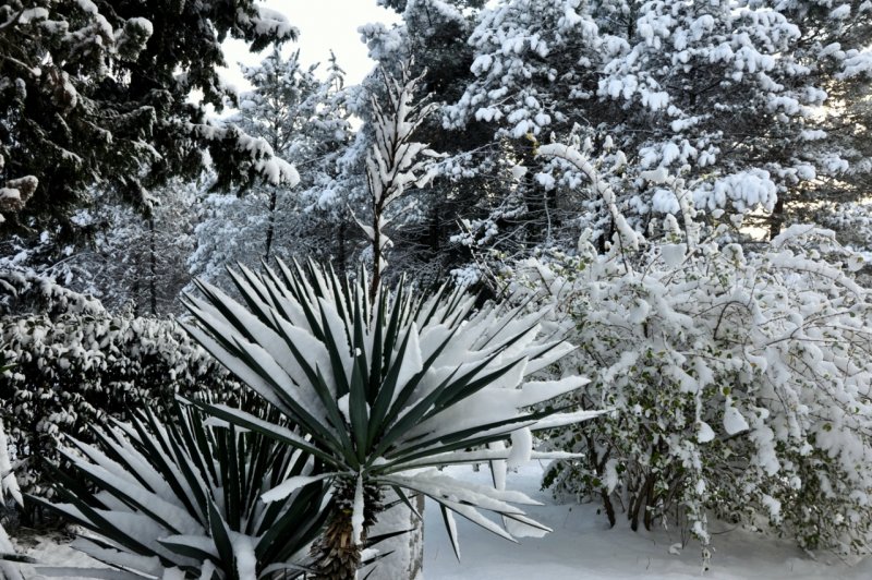 Снегопад в Сочи декабрь 2020