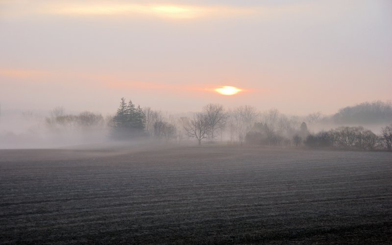 Туман в поле