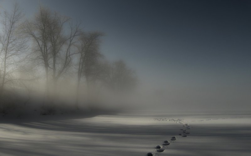 Зимний парк в тумане