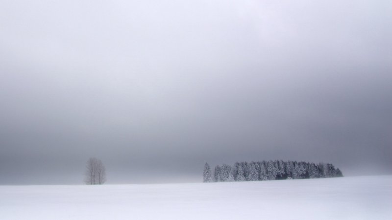 Зимний туманный лес