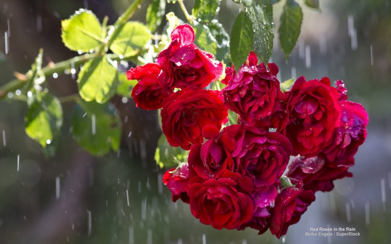 Кусты роз после дождя