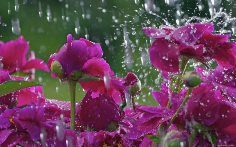 Одиночные розы под дождем
