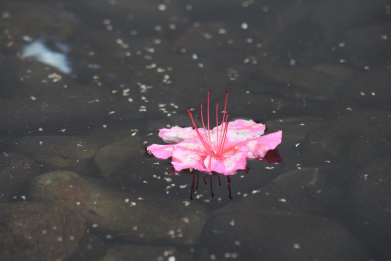 Розовые цветы на воде