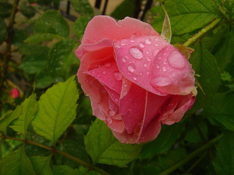 Розы в саду после дождя