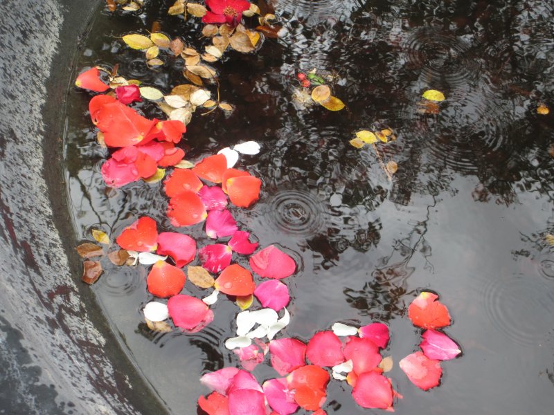 Бассейн с лепестками роз