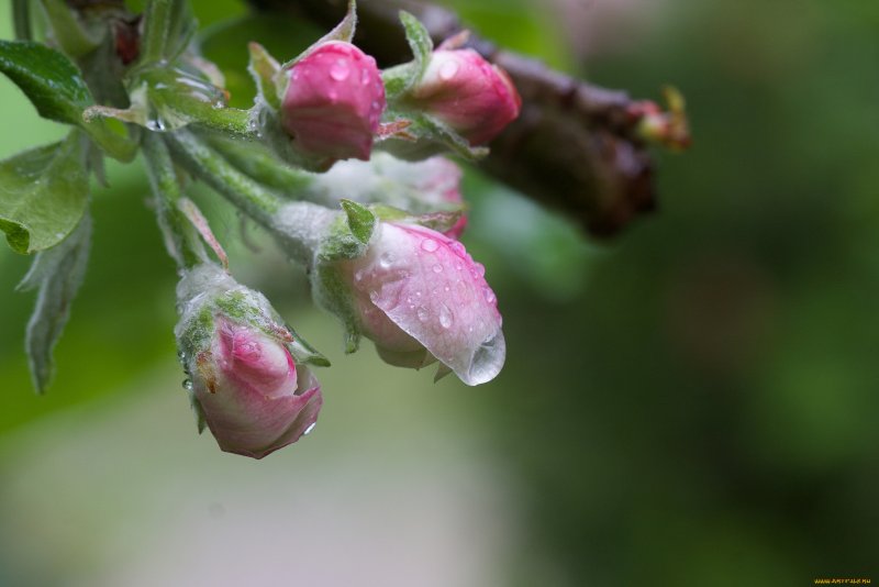 Розы в каплях дождя