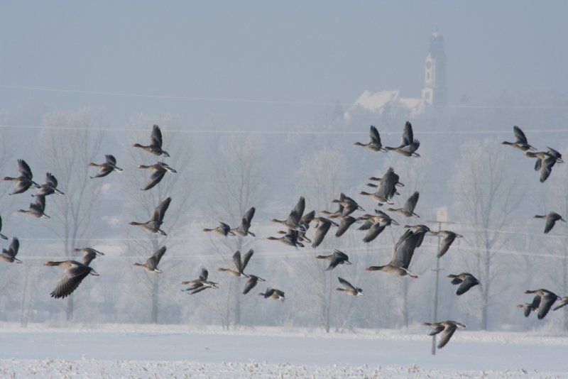 Птицы улетают на зиму