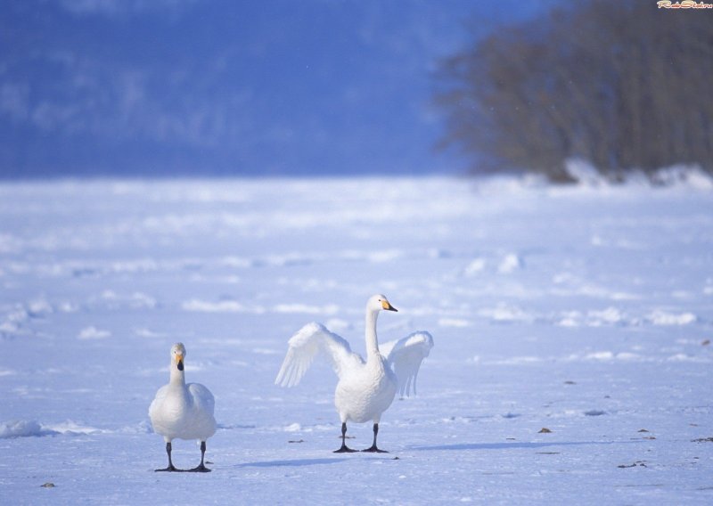 Лебеди в снегу