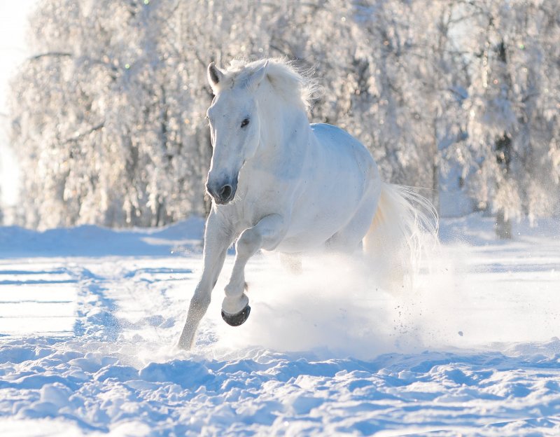 Снежный конь