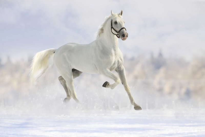 Белая лошадь бежит по снегу