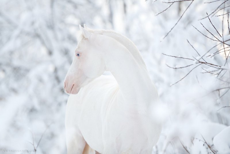 Белая лошадь альбинос
