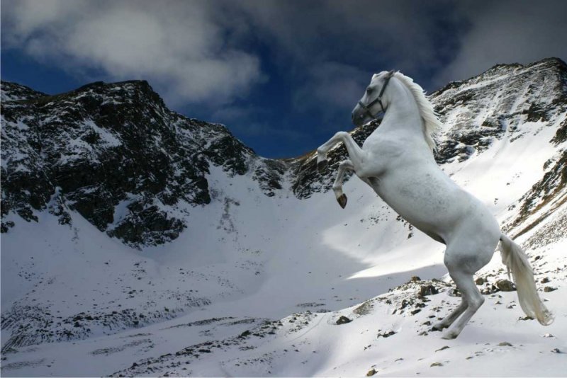 Снежный конь