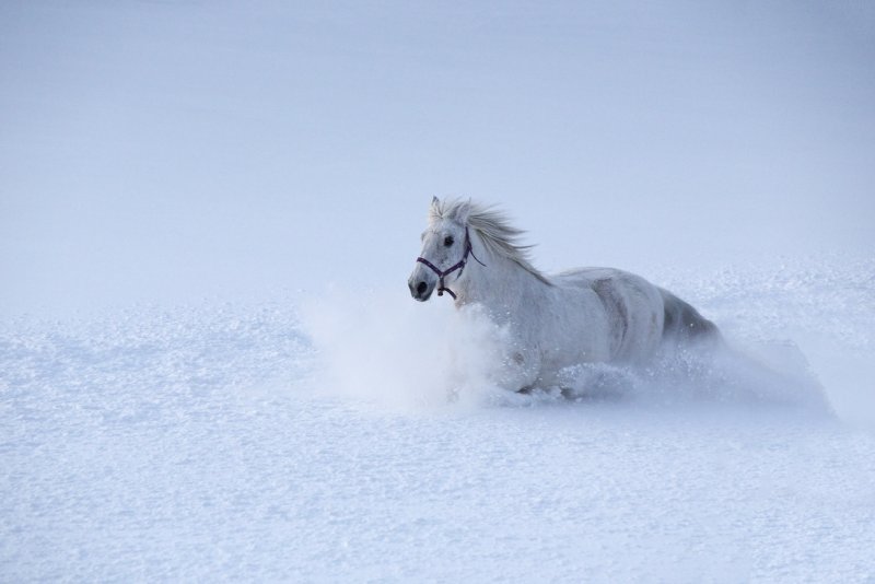 Лошади снег Эстетика