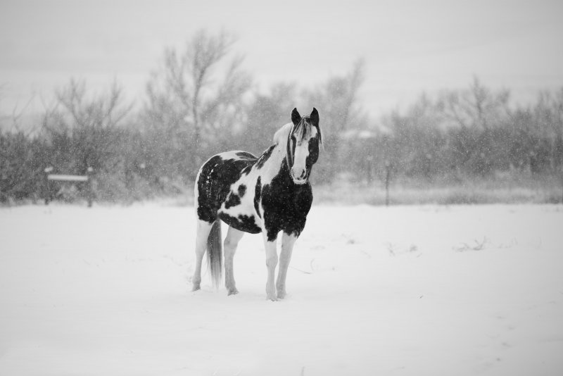 Белая лошадь на фоне снега