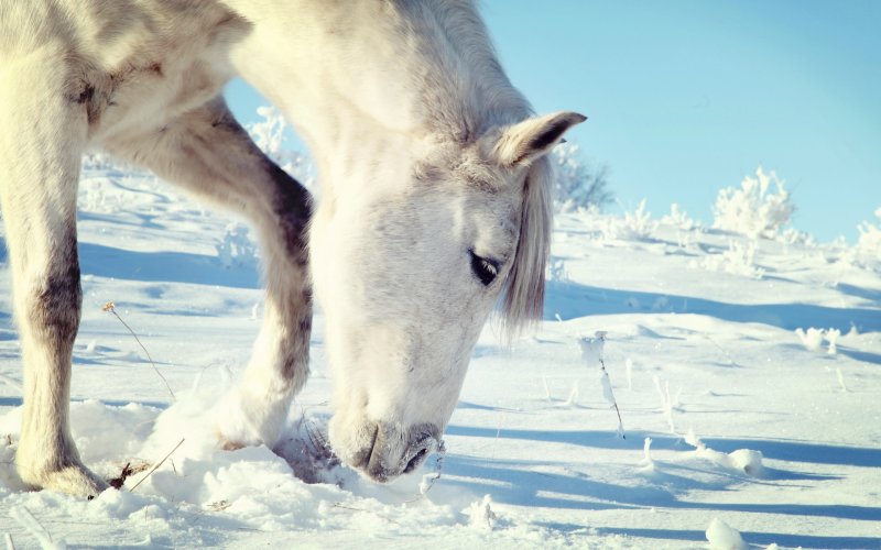 Белая лошадь в снегу