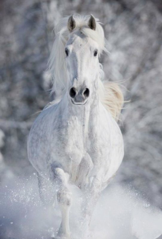 Лошади зима