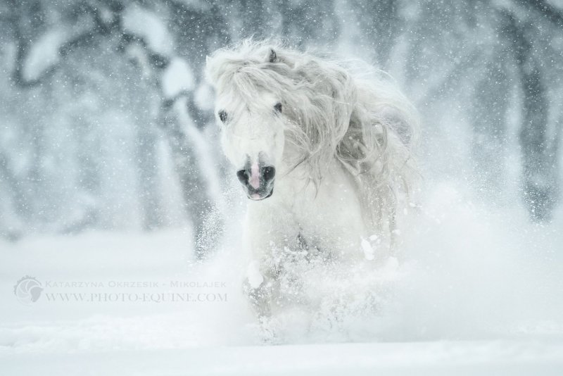 Белый конь на снегу