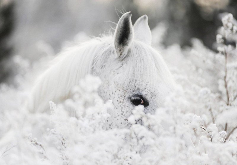 Фотообои белые кони в снегу