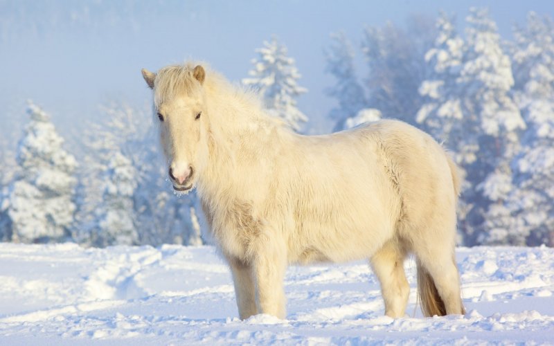 Белая Якутская лошадь
