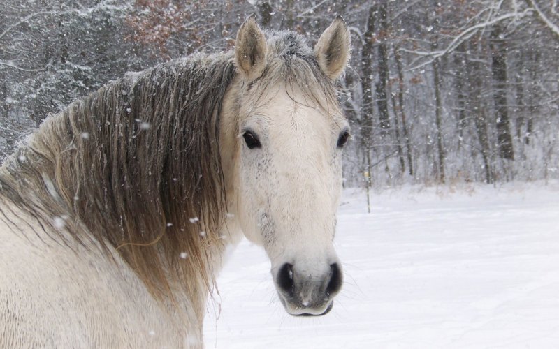 Лошади зимой красивые