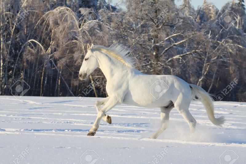 Бегущий конь белый по снегу ночью