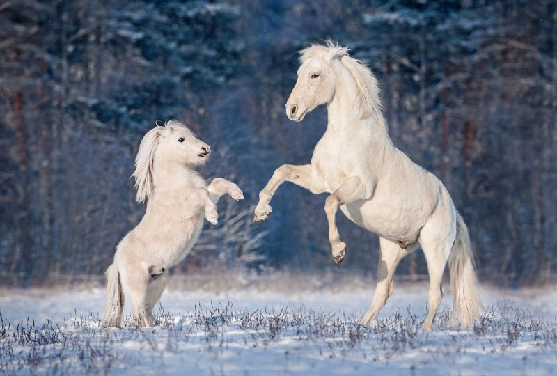 Лошадь пони зимой