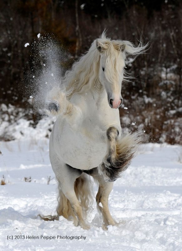 Белая лошадь в снегу