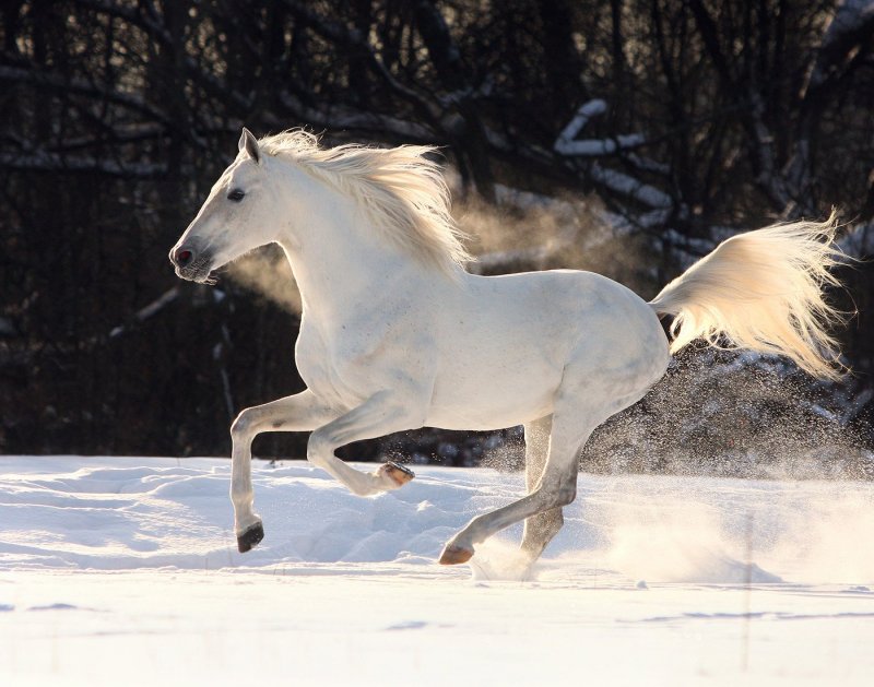 Белый конь зимой