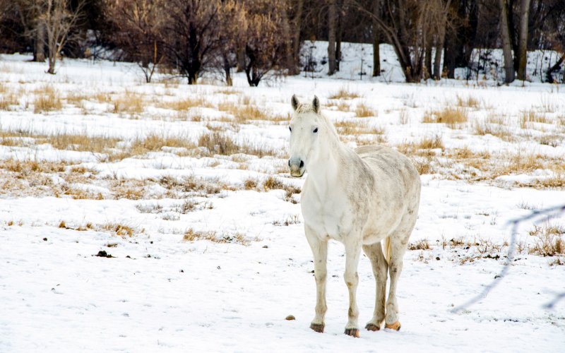 Лошадь в Снежном поле
