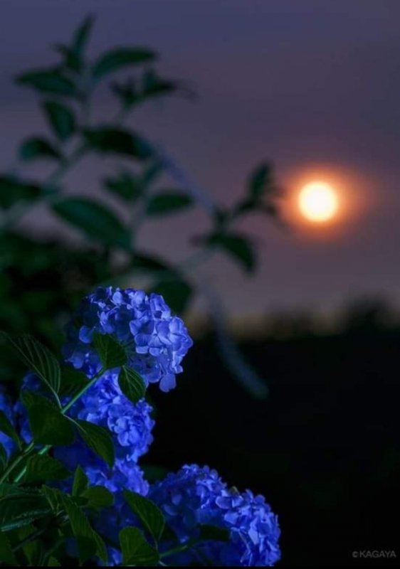 Фото ночных цветов