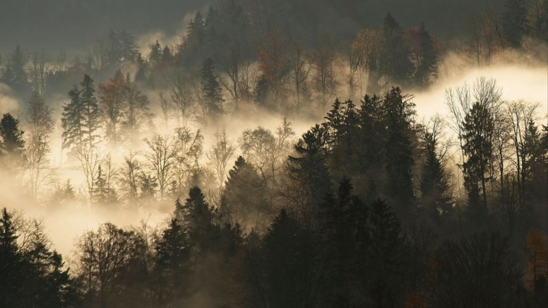 Леса горы туман