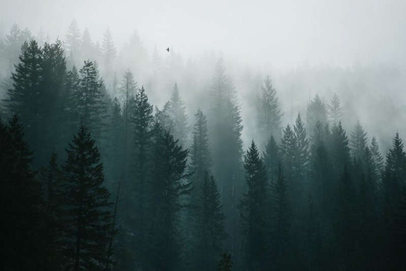 Лес в тумане хорошее качество