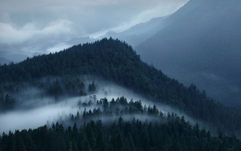 Лес туман мрак