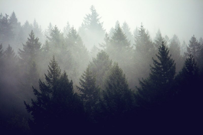 Сарлык гора туманный лес